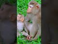 Most Adorable Baby Monkey Happy Moment With Beloved Mom #shorts #animals #viralvideo