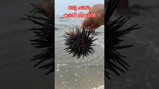 ഈ കടൽ ജീവിയെ നിങ്ങൾ കണ്ടിട്ടുണ്ടോ🥵 #seaurchin #viral #shorts #viralsong #trending