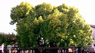 Steht die älteste Linde Deutschlands in Schenklengsfeld? | maintower