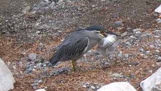 Striated Heron - Eating Fish