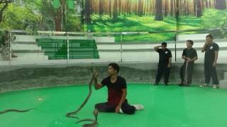 泰国普吉岛毒蛇研究中心表演 -- Thailand Royal Phuket snake Research Center snake Show