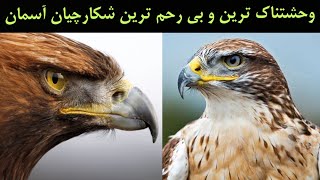 وحشتناک ترین و بی رحم ترین شکارچیان آسمان