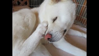 【秋田犬ゆうき】朝の早い時間は涼しいのでウトウトしてしまいます【akita dog】