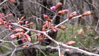 聖台ダムで見つけた桜