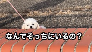 姉犬の突飛な行動に困惑する妹犬