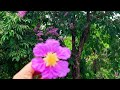 pov:university life mini vlog day 1#morningclass #lavenderflower #universitylife  #minivlog #viral