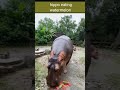 Hippo is eating watermelon #shorts AnimalTube - World of animals