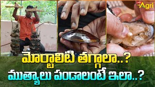 How to Grow Pearls at Home | మోర్టాలిటి తగ్గాలా..? ముత్యాలు పండాలంటే ఇలా..? Tone Agri