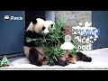 how pandas celebrate christmas ipanda