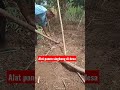 harvesting cassava using simple tools in the village