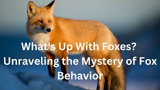 What's Up With Foxes? Unraveling the Mystery of Fox Behavior