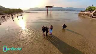 HD Cherry Blossom Season Grand Torii Gate, Miyajima Island, Japan