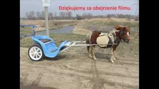 Kucyk Koń Bryczka Horse Horse Carriage Pony 馬 馬駒