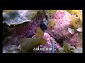 【東北角 深澳】美味沙西米紅魽魚風暴及美麗的霞水母。scuba diving in shenao in taiwan.