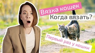 Вязка кошек: когда вязать кошку с котом, первый раз у кошки