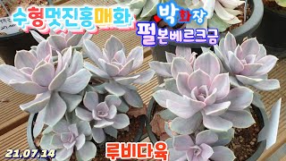 루비다육3탄/수형멋진 홍매화.펄본베르크금.박하장/택배 010 5895 1110 (korean succulent plants)