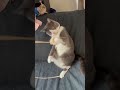 猫じゃらし大好き猫がどうしても猫じゃらしを捕まえたくて頑張ってる動画