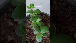 உண்மையாகவே இது prosperityஐ attract செய்கிறதா?/ Does it really attract prosperity?#jadeplant