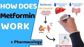 How does Metformin Work? (EASY Pharmacology)