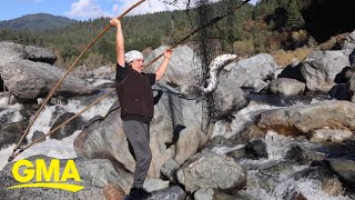 Climate change: Salmon on the brink