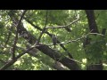 野鳥：ツミ　雄／雌の近くの枝に