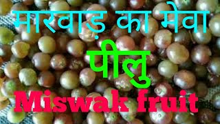 पीलु का पेड़ | जाल का पेड़ | Peelu Tree | miswak Tree | peelu fruit benefits | miswak ke fayde