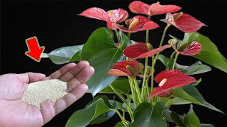 Sprinkle 1 Spoon! Weak Anthurium Grows Thousands Of Roots And Flowers Immediately!