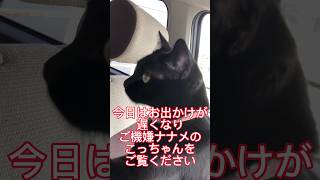 【お喋り猫】ご機嫌ナナメでバッキャローと暴言吐いて反省するこっちゃん