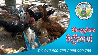 វិធីសាស្រ្ត ការចិញ្ចឹមមាន់ - Chicken farming