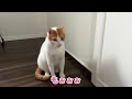 ヤバいやつに絡まれて困りはてている猫がこちら【関西弁でしゃべる猫】【猫アテレコ】