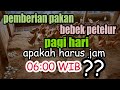 WAKTU YANG TEPAT BUAT PEMBERIAN PAKAN BEBEK PETELUR DI PAGI HARI AGAR BERTELUR BANYAK