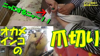 オカメインコの爪切りはパパとママが分担決めてやってます。爪切りはけっこう大変です！　オカメインコ桃太郎