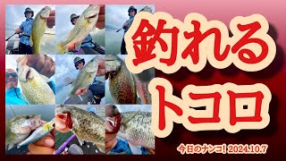 【今日のナンコ！2024.10.7】釣れるトコロ【琵琶湖バス釣り】