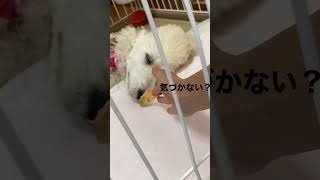 熟睡しているパピーの鼻先にいつもより大きめのおやつを置いてみた。#shorts