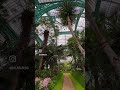 🇧🇪 Royal Greenhouses of Laeken / Brussels (👉🏻 find all the info in description)