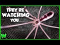 EVERY Spider in Your House - and what they’re doing there (ft. @travismcenery2919 )