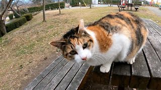 公園のテーブルに三毛猫がいたので座ったら膝の上に乗って寛ぎだした