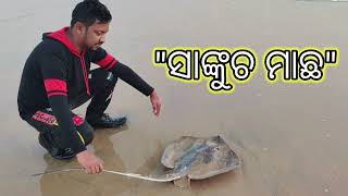 Fish ray ସାଂକୁଚ ମାଛ ll see food ll #nonsense_mania