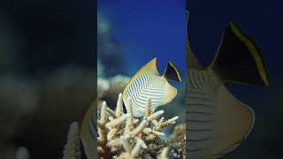 Rightangled Butterflyfish (Chaetodon trifascialis)