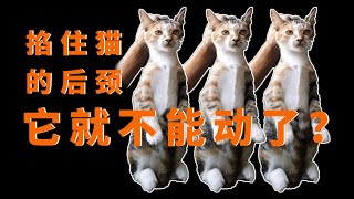 为什么掐住猫的后颈，它就动不了了？