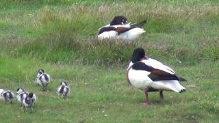 Common Shelducks with ducklings     Birds of Holland