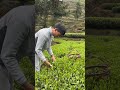 Collecting Fresh Tea Leaves  #satisfying #shot