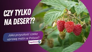 Jaka przyszłość czeka uprawę malin w Polsce?