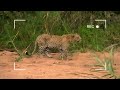 Showdown in Sahara!  Animal Fight Night  Full Episode  S3 - E1  Nat Geo Wild