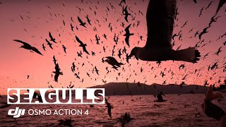 DJI | Seagulls at Sunset