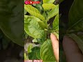 Every stem is laden with buds! GARDENIA PLANT❤️ (short_video)