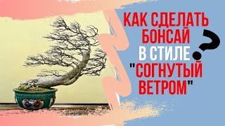 Все о стиле Fukinagashi (Согнутый ветром). Что такое дефолиация в бонсай?