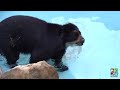 the abq biopark welcomes ben the andean bear to albuquerque