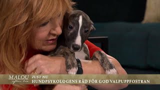 Hundpsykologens bästa tips för god valpuppfostran - Malou Efter tio (TV4)