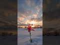 a flower soaring in the snow ground with Sun #shortvideo #nature #naturephotography #sunset #beauty